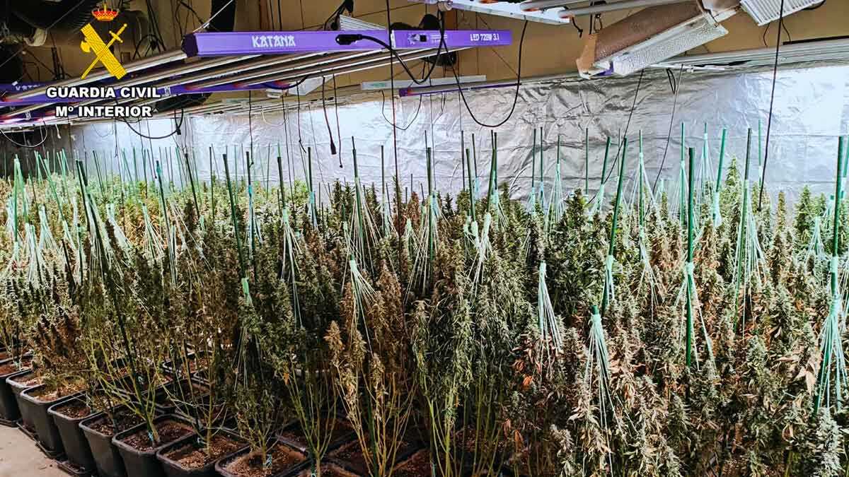 В Порту Сарагосы ликвидирована крупная плантация марихуаны в складском помещении, подключённом к уличному освещению